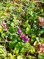 Prunella grandiflora