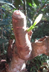 Voacanga thouarsii