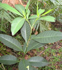 Voacanga thouarsii