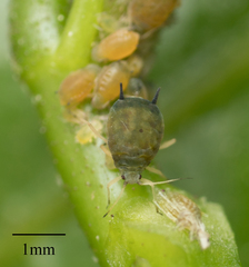 Aphis gossypii