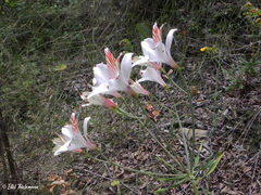 Alstroemeria ligtu ligtu
