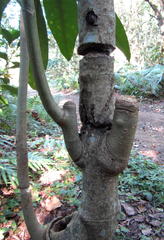 Voacanga thouarsii