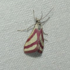 Microtheoris vibicalis