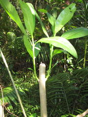 Voacanga thouarsii