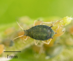 Aphis gossypii