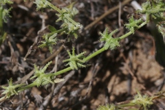 Harpagonella palmeri