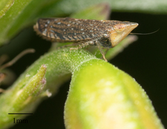 Scaphytopius loricatus