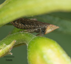 Scaphytopius loricatus