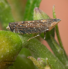 Scaphytopius loricatus