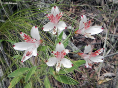 Alstroemeria ligtu ligtu