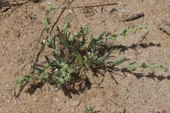 Harpagonella palmeri