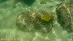 Laminaria ochroleuca