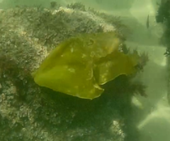 Laminaria ochroleuca