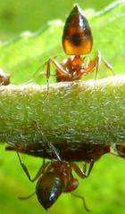 Crematogaster castanea
