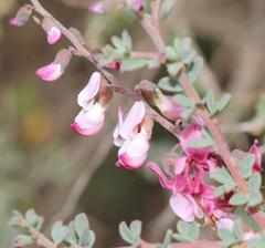Wiborgia tenuifolia