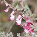 Pink Pennypea - Photo (c) Marion Maclean, some rights reserved (CC BY-NC), uploaded by Marion Maclean