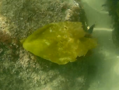 Laminaria ochroleuca