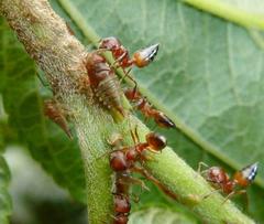 Crematogaster castanea