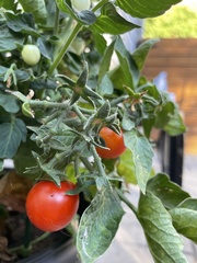 Solanum lycopersicum