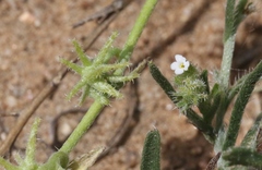 Harpagonella palmeri