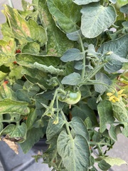 Solanum lycopersicum