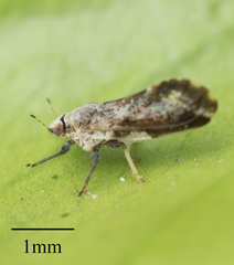 Diaphorina citri