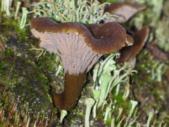 Craterellus cinereus