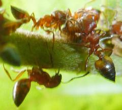 Crematogaster castanea