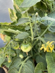 Solanum lycopersicum