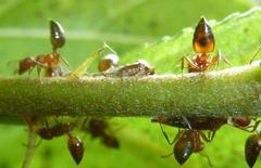 Crematogaster castanea