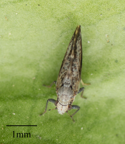 Asian Citrus Psyllid photo 4