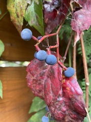 Parthenocissus