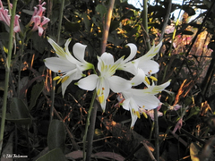 Alstroemeria ligtu ligtu