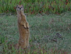 Cynictis penicillata penicillata