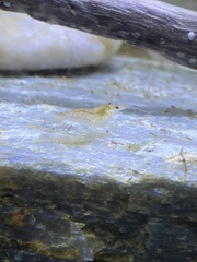 Neocaridina davidi