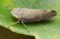 Fieberiella florii