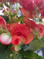 Begonia × hiemalis