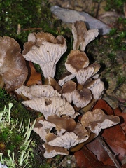 Craterellus cinereus