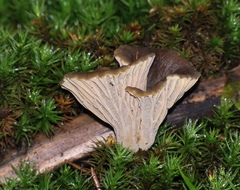 Craterellus cinereus