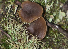 Craterellus cinereus
