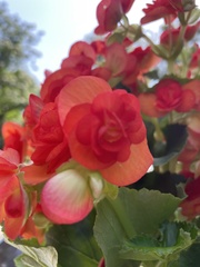 Begonia × hiemalis