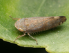 Privet Leafhopper - Photo no rights reserved, uploaded by Jesse Rorabaugh