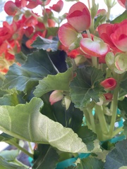 Begonia × hiemalis