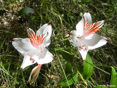 Alstroemeria ligtu ligtu