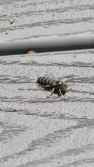 Bembix americana spinolae