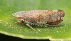 Fieberiella florii