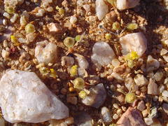 Mesembryanthemum excavatum