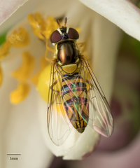Allograpta obliqua