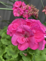 Pelargonium