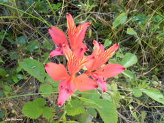 Alstroemeria ligtu ligtu